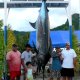 88- Les vainqueurs du concours de peche marlin 474kg 
